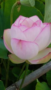 干支九星　気学　さいたま占い　朱かね