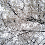 さいたま　占い　干支九星　朱かね　桜