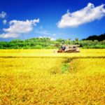 さいたま　占い　干支九星　朱かね　二黒土星さん